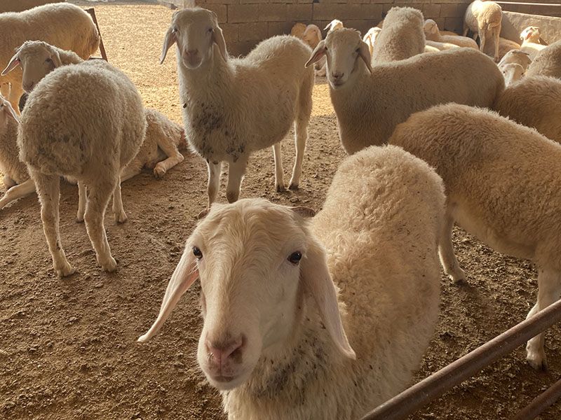 養(yǎng)殖實(shí)景