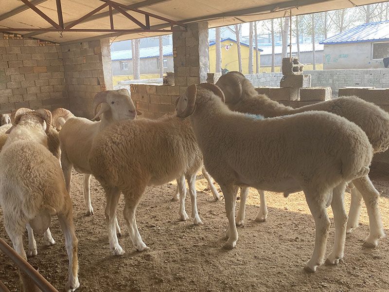 養(yǎng)殖實(shí)景