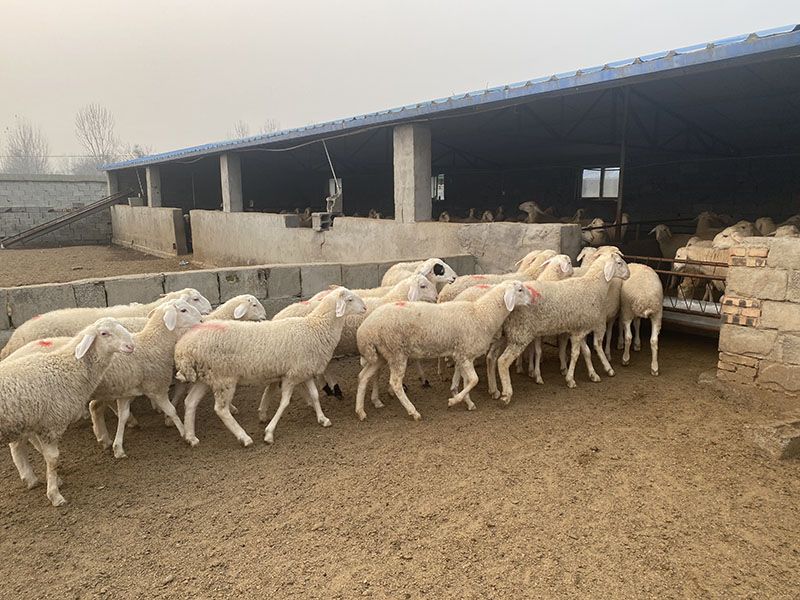 養(yǎng)殖實(shí)景