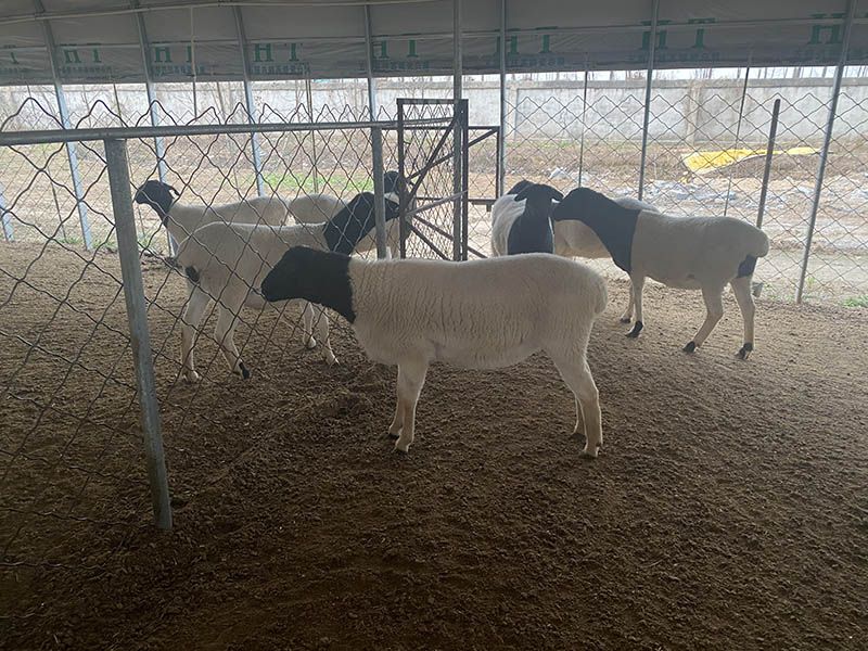 養(yǎng)殖實(shí)景