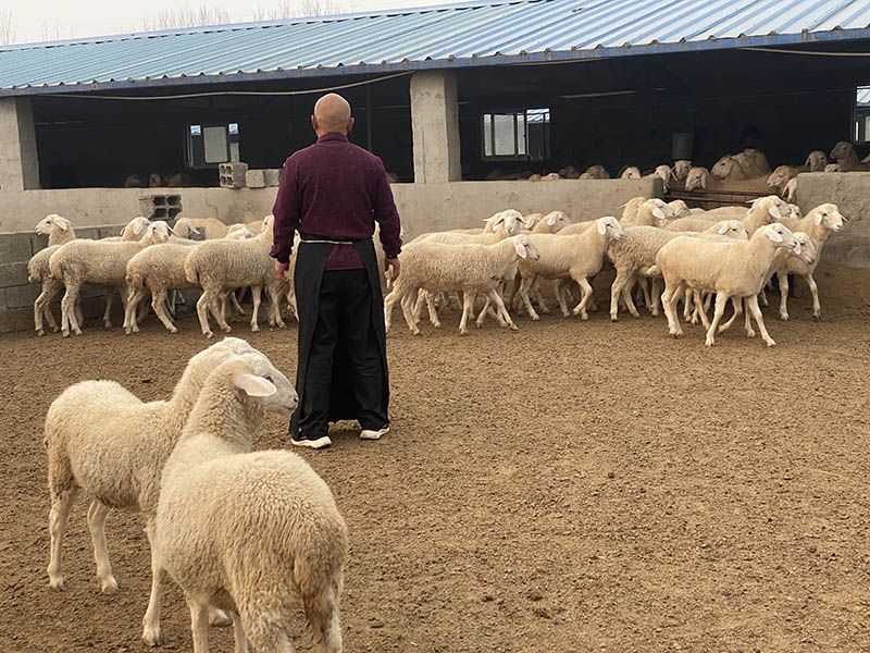 養(yǎng)殖實(shí)景