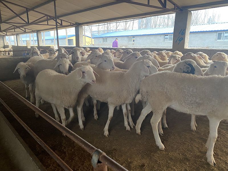 養(yǎng)殖實(shí)景