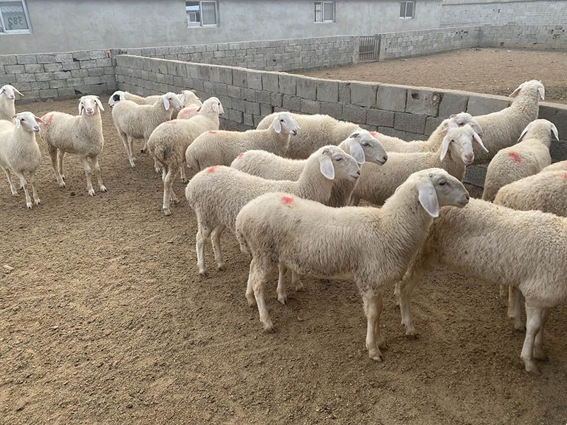 養(yǎng)殖實(shí)景