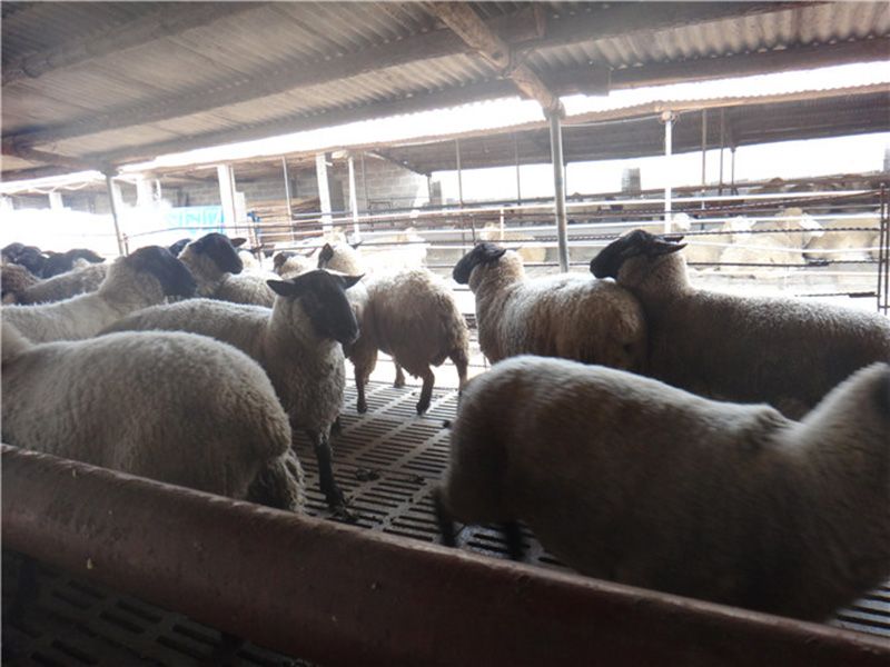 薩?？搜?></dt><dd></dd></ol>
</ul>
<!--圖片展示結(jié)束-->
</div>

<div   id=