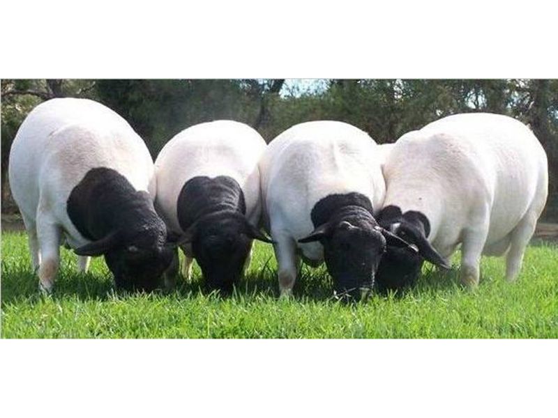 杜泊綿羊