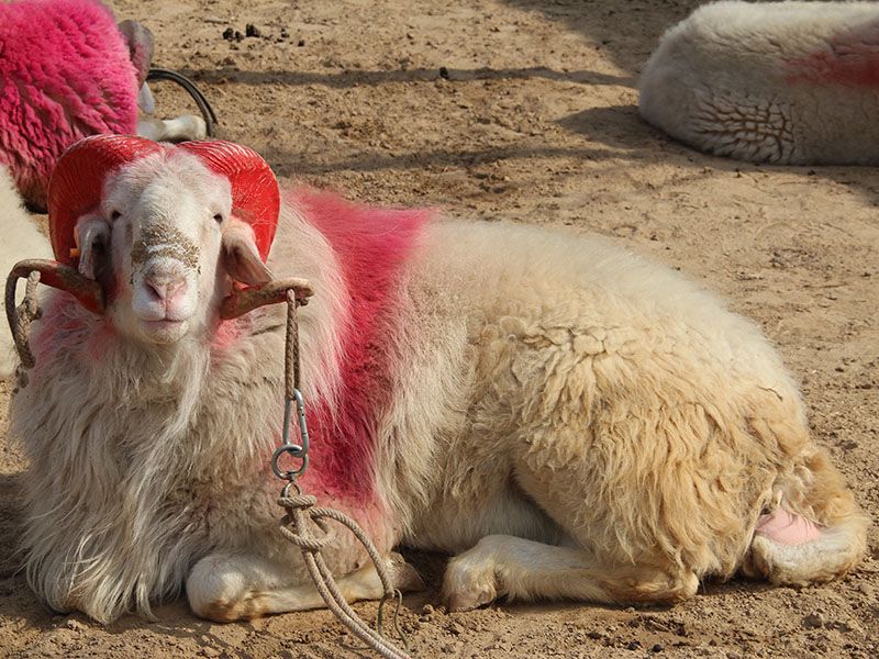 小尾寒羊種公羊