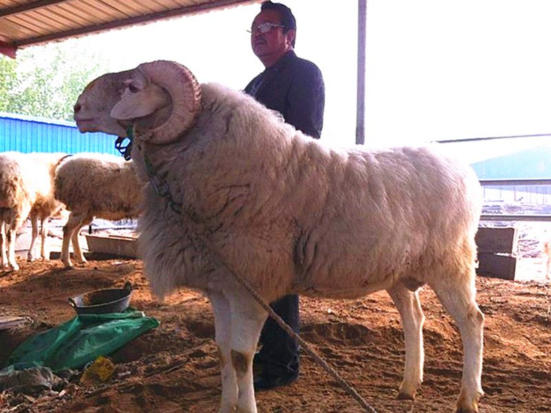 小尾寒羊種公羊