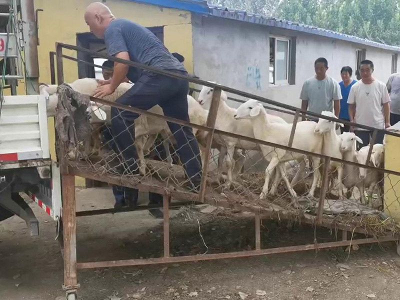 養(yǎng)殖實景(視頻)