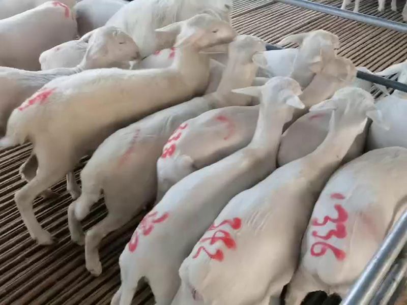 養(yǎng)殖實景（視頻）