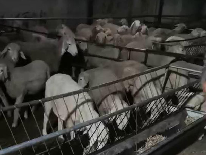 養(yǎng)殖實景（視頻）