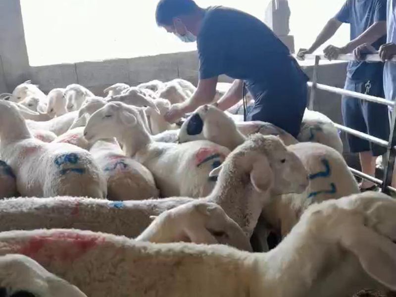 養(yǎng)殖實(shí)景（視頻）