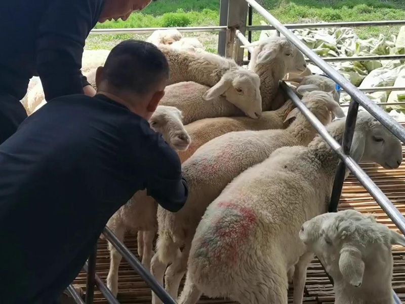 養(yǎng)殖實(shí)景（視頻）