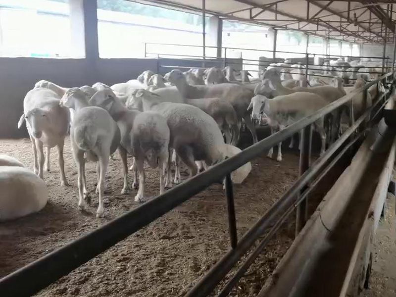 養(yǎng)殖實(shí)景(視頻)