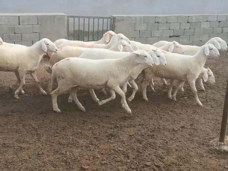 養(yǎng)殖實景(視頻)