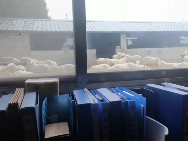 養(yǎng)殖實景(視頻)