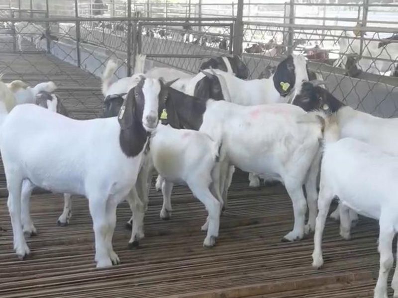 養(yǎng)殖實景(視頻)